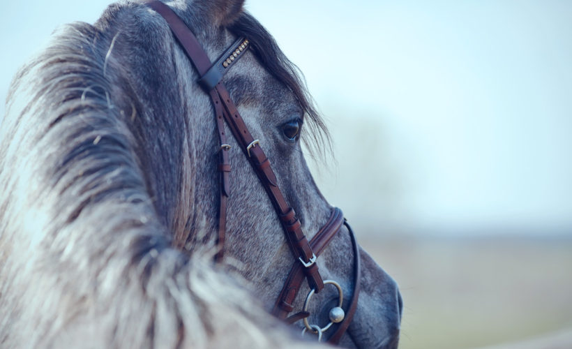 Healing Animals Tammera Logan | Life Coach & Healing Practitioner Encinitas, California