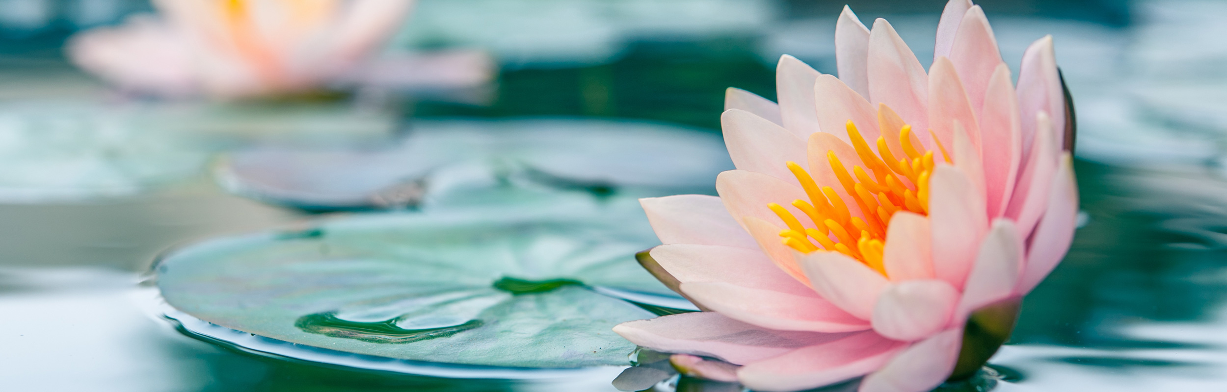 tammera_slider_lotus